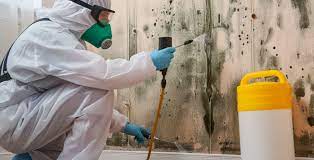 Essential Steps for Effective Mold Remediation in GA